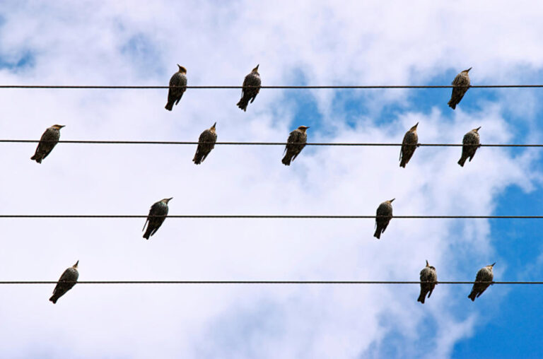 Why Don't Birds Get Electrocuted on Electric Wires?